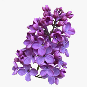 Lilac (बकाइन)