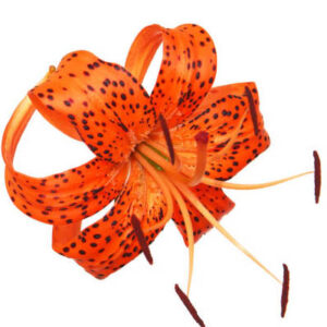 Orange tiger lily (टाइगर लिली)