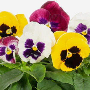 Pansy (बनफूल)