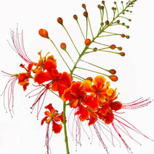 Peacock flower(गुलेतुरा फ्लावर)