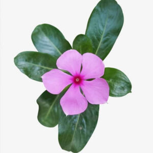 Periwinkle (सदाबहार)