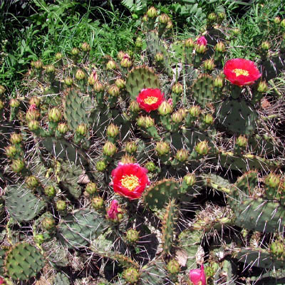 Prickly pear (नाग फनी) - Image 2