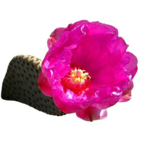 Prickly pear (नाग फनी)