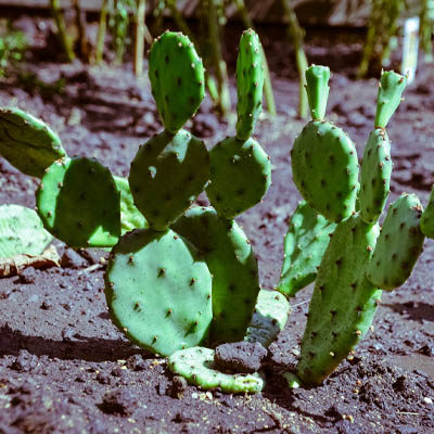 Prickly pear (नाग फनी) - Image 3
