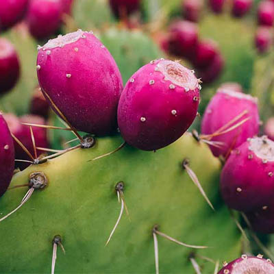Prickly pear (नाग फनी) - Image 4