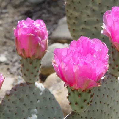 Prickly pear (नाग फनी) - Image 5