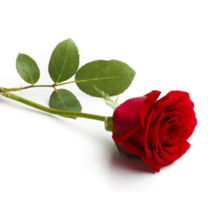 Rose (गुलाब)