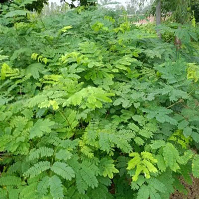 सिरस - Image 2