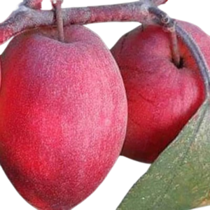 सुंदरी एप्पल बेर