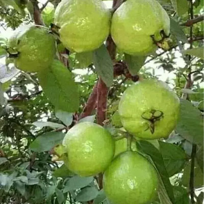 थाई 7 - Image 3