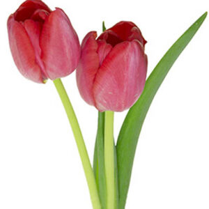 Tulip (कद पुष्प)